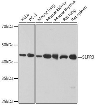 Anti-S1PR3 antibody produced in rabbit