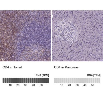 单克隆抗-CD4 小鼠抗 Prestige Antibodies&#174; Powered by Atlas Antibodies, clone CL0395, purified immunoglobulin, buffered aqueous glycerol solution