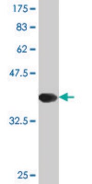 Monoclonal Anti-TAC3, (C-terminal) antibody produced in mouse clone 1B2, purified immunoglobulin, buffered aqueous solution