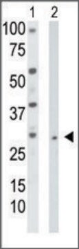 Anti-TK2 (N-term) antibody produced in rabbit IgG fraction of antiserum, buffered aqueous solution