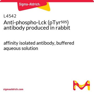 Anti-phospho-Lck (pTyr505) antibody produced in rabbit affinity isolated antibody, buffered aqueous solution