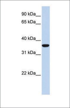 Anti-MAFB antibody produced in rabbit affinity isolated antibody