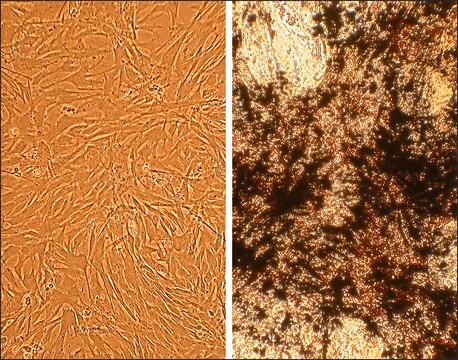 Osteoblasty psów: CnOb (Cryovial)