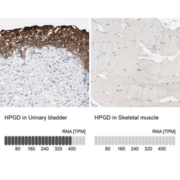 Anti-HPGD antibody produced in rabbit Prestige Antibodies&#174; Powered by Atlas Antibodies, affinity isolated antibody, buffered aqueous glycerol solution