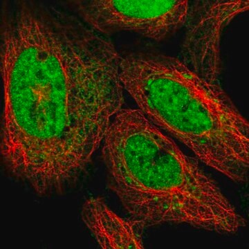 Anty-ATP5S Prestige Antibodies&#174; Powered by Atlas Antibodies, affinity isolated antibody