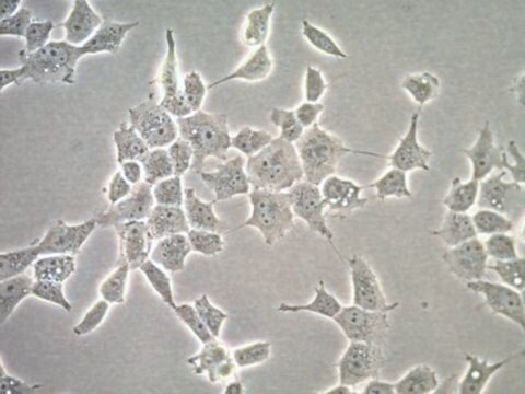 Linea cellulare HOG di oligodendroglioma umano (HOG) HOG human oligodendroglioma cell line is a useful model to study the role of oligodendrocytes in neurodegenerative diseases.