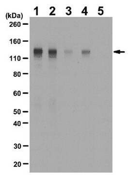 Anticorps anti-phospho-FGFR-1 (Tyr653/Tyr654) from rabbit, purified by affinity chromatography