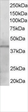 抗KLF3/BKLF抗体 ヤギ宿主抗体 affinity isolated antibody, buffered aqueous solution