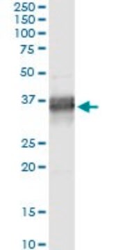 Monoclonal Anti-PLSCR1 antibody produced in mouse clone 3B4, purified immunoglobulin, buffered aqueous solution