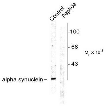 Przeciwciało przeciw fosfo-α-synukleinie (Ser129) Chemicon&#174;, from rabbit