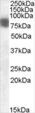 Anti-Cortactin/EMS1 antibody produced in goat affinity isolated antibody, buffered aqueous solution