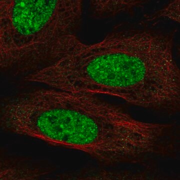 Anti-CPEB3 antibody produced in rabbit Prestige Antibodies&#174; Powered by Atlas Antibodies, affinity isolated antibody