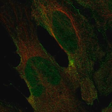 Anti-Chrna2 Antibody Produced In Rabbit Prestige Antibodies&#174; Powered by Atlas Antibodies, affinity isolated antibody, buffered aqueous glycerol solution