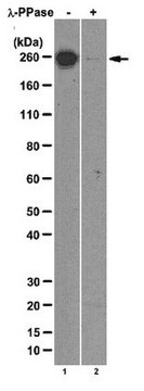 Anti-RNA polymerase II subunit B1 (phospho-CTD Ser-7) Antibody, clone 4E12 clone 4E12, from rat