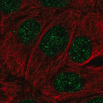 抗MBD2抗体 ウサギ宿主抗体 Prestige Antibodies&#174; Powered by Atlas Antibodies, affinity isolated antibody