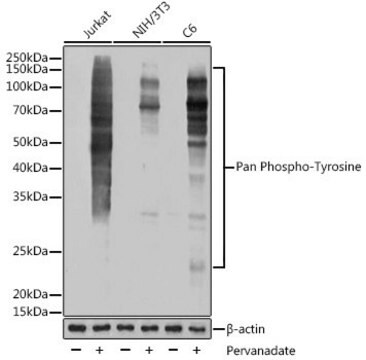 Anti-Pan Phospho-Tyrosine antibody produced in rabbit