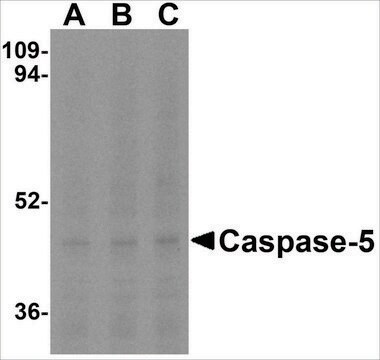 Anti-Caspase-5 (ab1) antibody produced in rabbit affinity isolated antibody, buffered aqueous solution