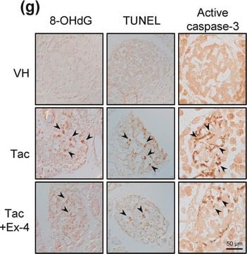 Anti-Caspase-3-Antikörper, aktive (gespaltene) Form Chemicon&#174;, from rabbit