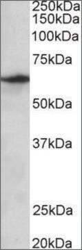 Anti-SLC47A2 antibody produced in goat affinity isolated antibody, buffered aqueous solution