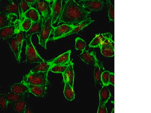 Anti-EHMT1 Antibody (CT) from rabbit