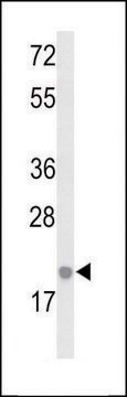 ANTI-IL26 (CENTER) antibody produced in rabbit IgG fraction of antiserum, buffered aqueous solution