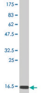 Monoclonal Anti-MB Native pur antibody produced in mouse clone 3F7, purified immunoglobulin, buffered aqueous solution