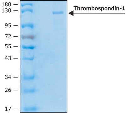 人血小板反应蛋白-1 recombinant, expressed in HEK 293 cells, lyophilized powder, suitable for cell culture