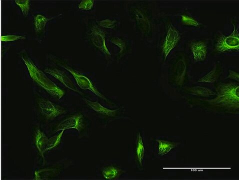 Anti-MAP7 antibody produced in mouse purified immunoglobulin, buffered aqueous solution