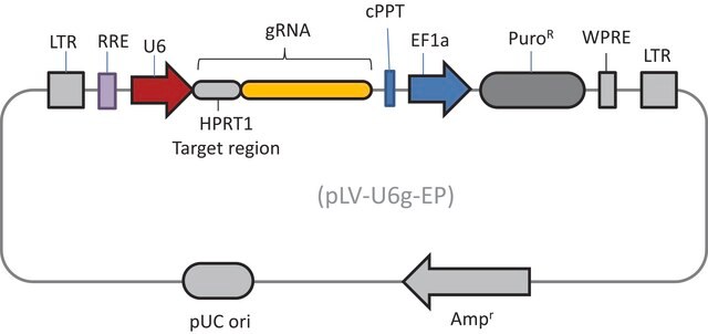 Lenti CRISPR HPRT1 gRNA Control Transduction Particles, High Titer (LV02 vector)