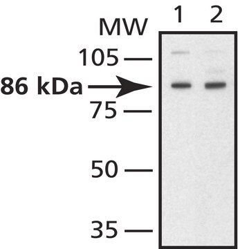 Anti-Mitofusin 2 antibody produced in rabbit ~1&#160;mg/mL, affinity isolated antibody, buffered aqueous solution