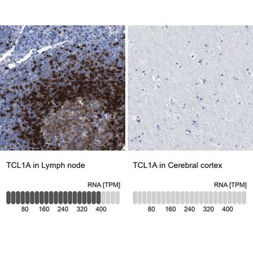 抗TCL1A抗体 ウサギ宿主抗体 Prestige Antibodies&#174; Powered by Atlas Antibodies, affinity isolated antibody, buffered aqueous glycerol solution