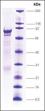 TFIIE, &#945; (p56), &#945; subunit, GST tagged human recombinant, expressed in E. coli, &#8805;80% (SDS-PAGE)