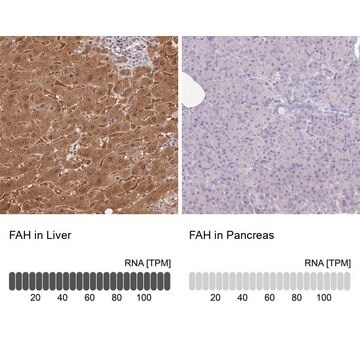 抗FAH抗体 ウサギ宿主抗体 Prestige Antibodies&#174; Powered by Atlas Antibodies, affinity isolated antibody, buffered aqueous glycerol solution