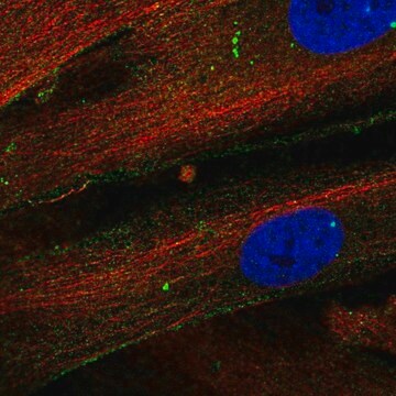 Anti-THBS1 antibody produced in rabbit Prestige Antibodies&#174; Powered by Atlas Antibodies, affinity isolated antibody