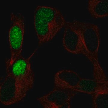 Anti-POU3F3 antibody produced in rabbit Prestige Antibodies&#174; Powered by Atlas Antibodies, affinity isolated antibody