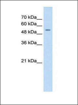 Anti-FJX1 antibody produced in rabbit affinity isolated antibody