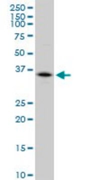 Anti-CA4 antibody produced in mouse purified immunoglobulin, buffered aqueous solution