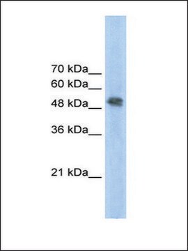 Anti-FECH (Ab2) antibody produced in rabbit IgG fraction of antiserum