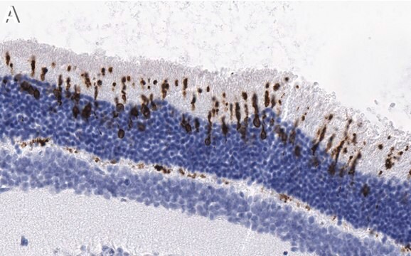 Anti-S-Opsin Antibody, clone 1C11 ZooMAb&#174; Rabbit Monoclonal recombinant, expressed in HEK 293 cells