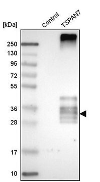 Anti-TSPAN7 antibody produced in rabbit Prestige Antibodies&#174; Powered by Atlas Antibodies, affinity isolated antibody, buffered aqueous glycerol solution