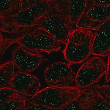 Anti-ZNF432 antibody produced in rabbit Prestige Antibodies&#174; Powered by Atlas Antibodies, affinity isolated antibody