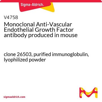 Monoclonal Anti-Vascular Endothelial Growth Factor antibody produced in mouse clone 26503, purified immunoglobulin, lyophilized powder