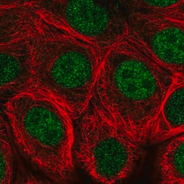 Anti-MNX1 antibody produced in rabbit Prestige Antibodies&#174; Powered by Atlas Antibodies, affinity isolated antibody