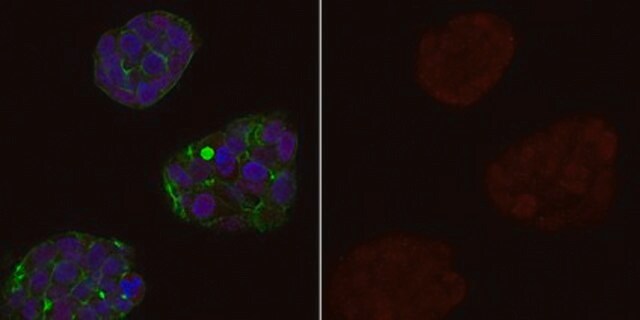 Anti-MDM2 Antibody, clone IF2, Alexa Fluor&#8482; 555 Conjugate clone IF2, from mouse, ALEXA FLUOR&#8482; 555