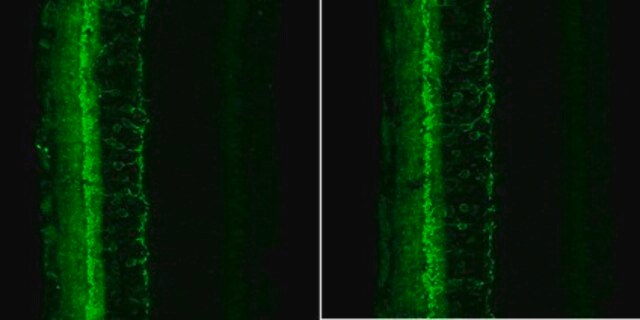 抗-HCN4抗体，克隆PG2-1A4 clone PG2-1A4, from rat