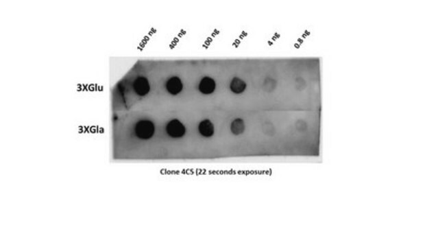 Przeciwciało przeciw osteokalcynie, klon 4C5 clone 4C5, from mouse