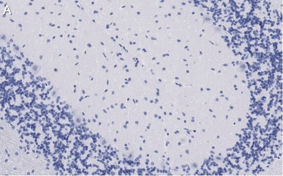 抗GluR1抗体 クローン1C11 ZooMAb&#174;ウサギ・モノクローナル recombinant, expressed in HEK 293 cells