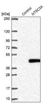 Anti-NT5C3A antibody produced in rabbit Prestige Antibodies&#174; Powered by Atlas Antibodies, affinity isolated antibody, buffered aqueous glycerol solution