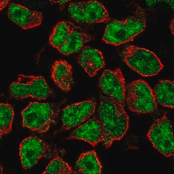 Anti-Rfx5 Antibody Produced In Rabbit Prestige Antibodies&#174; Powered by Atlas Antibodies, affinity isolated antibody, buffered aqueous glycerol solution