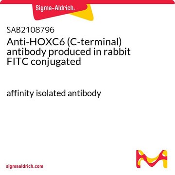 Anti-HOXC6 (C-terminal) antibody produced in rabbit FITC conjugated affinity isolated antibody